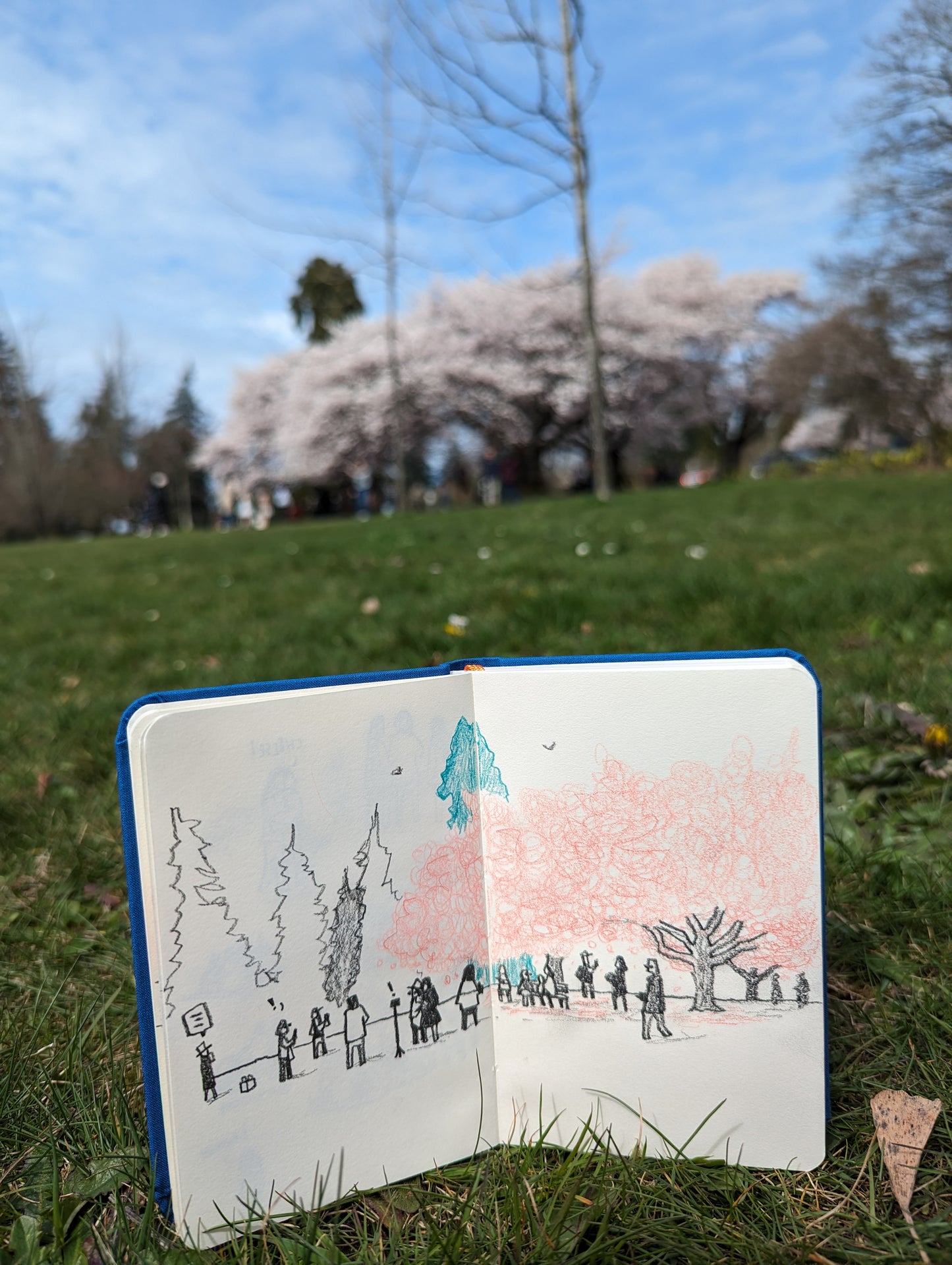 Under the Influence of Cherry Blossoms